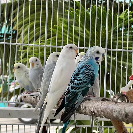 B-5 Aprt. Tipo Villa Sonidos De Las Aves. Jarabacoa Kültér fotó