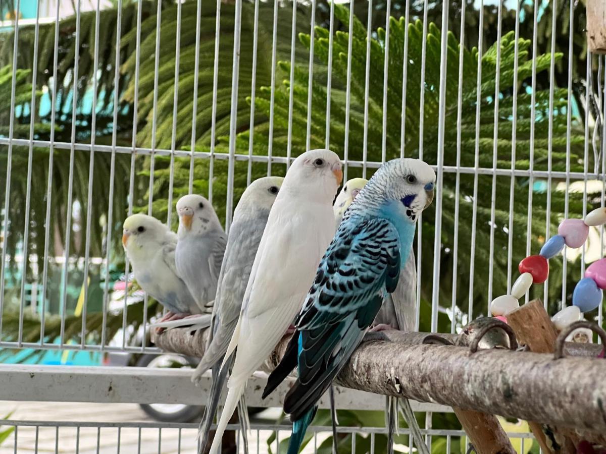 B-5 Aprt. Tipo Villa Sonidos De Las Aves. Jarabacoa Kültér fotó